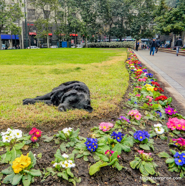 Cão de rua em Santiago do Chile