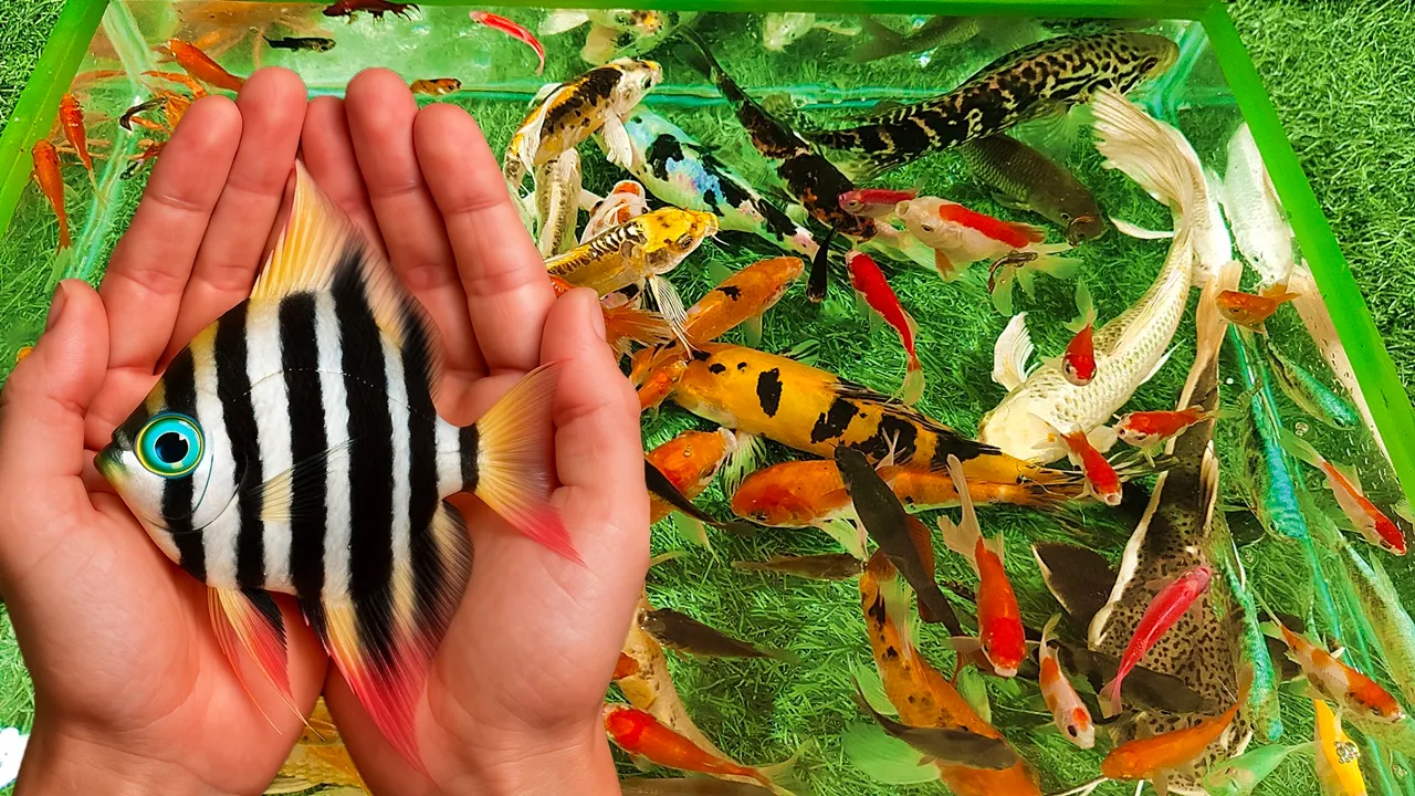 Unboxing Ikan Hias Warna Warni, Ikan Layang Manfish, Ikan Koi, Ikan Mas Koki, Ikan Cupang, Glofish