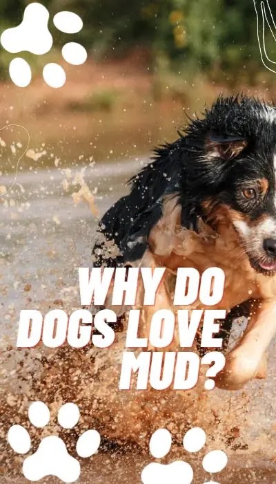 Why do dogs love mud?