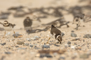 Wildlifefotografie Helgoland Düne Sandregenpfeifer