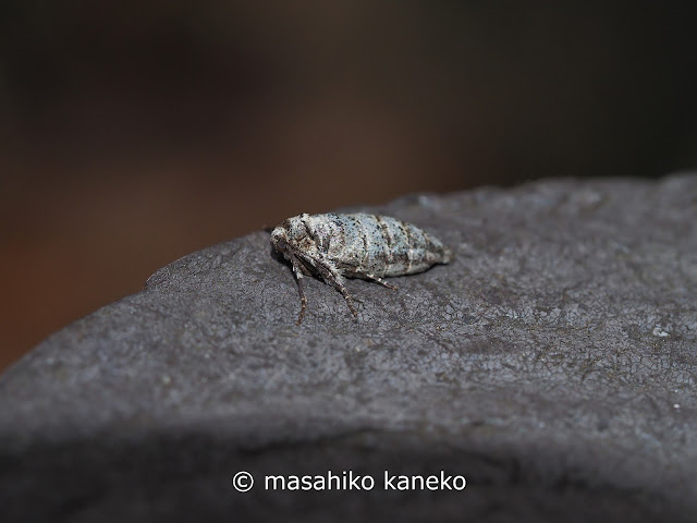 シロフフユエダシャク　♀