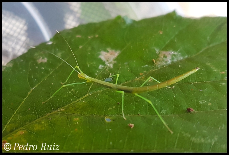 Ninfa macho L2 de Lonchodiodes sp. "Ilocos", 2,5 cm de longitud