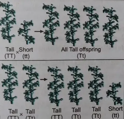 Chapter 9 Heredity and Evolution Activity 9.2