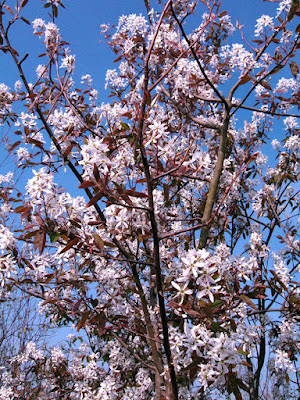 Ирга древовидная (Amelanchier arborea)