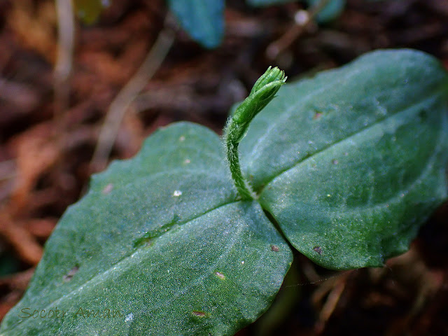 Neottia makinoana