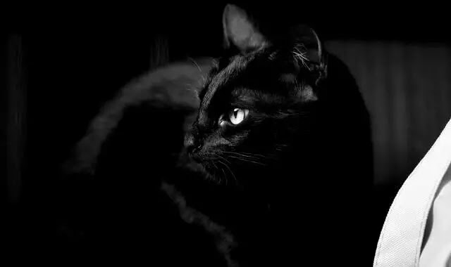 Black Cat Facts: Discover Best 16 Facts about Black Cats- Okaymood
