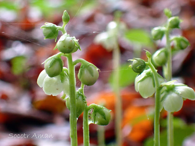 Pyrola japonica