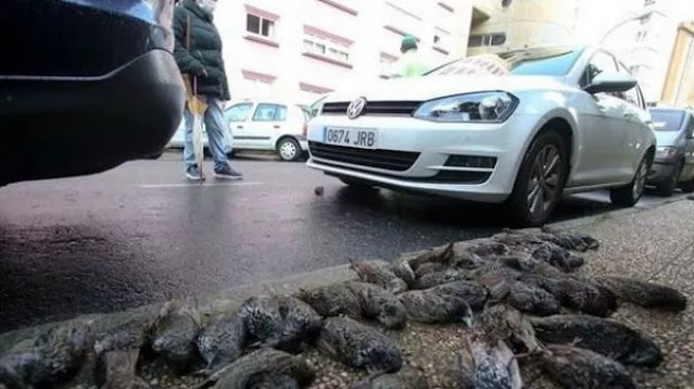 Masih Jadi Misteri, Dua Ratus Burung Mati Jatuh dari Langit