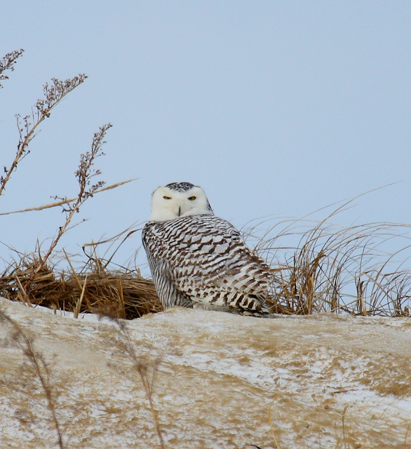 Snowy Owl, Parker River National Wildlife Refuge, Plum Island, MA