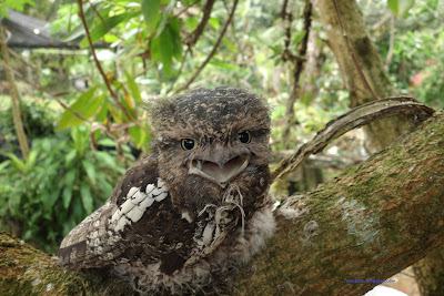 Sunda Frogmouth