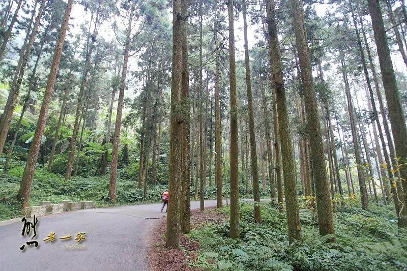 南投景點|溪頭自然教育園區|溪頭神木|天空走廊|大學池