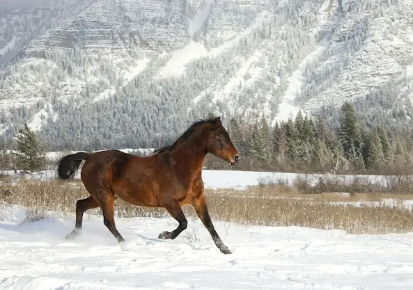 The beauty of American horse breeds such as the Morgan horse is indisputable