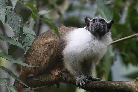 Criticamente ameaçado de extinção o sauim-de-coleira resiste em Manaus