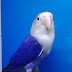 BLUE FISHER / INO MALE AVAILABLE
