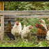 We assessed trace metal contamination in backyard chickens and their eggs