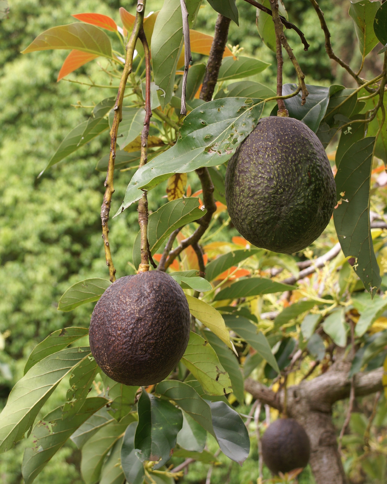 Banyaknya khasiat buah avokado.