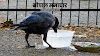 कौए का जूठा पानी, कबूतर और चिड़िया क्यों नहीं पीते- GK in Hindi 