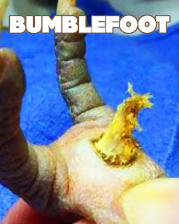 picture of chicken feet bumble foot