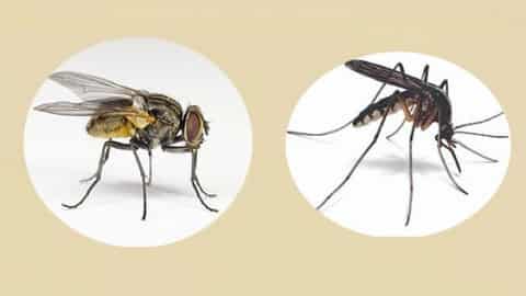 मच्छर व मक्खी के दिमाग (ब्रेन) के अध्ययन ने चौंकाया, तोड़ दिया इंसान का घमंड..