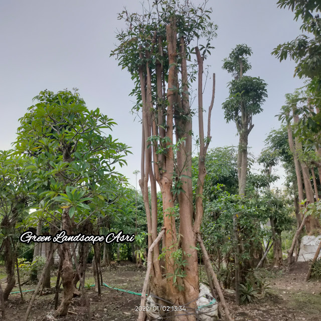 Jual Pohon Pule Taman di Bandung Berkualitas & Bergaransi