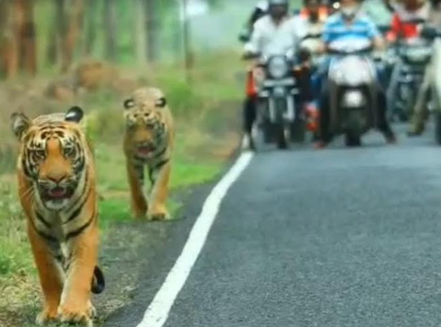 Tigers Need Tiger Reserve,