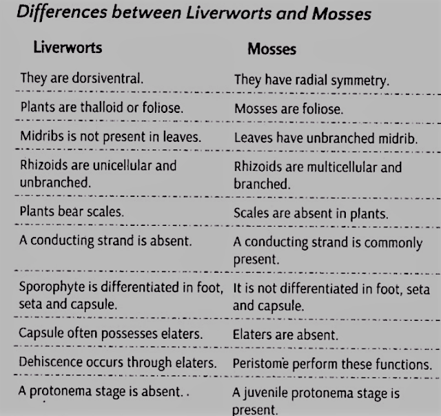 difference between liverworts and mosses