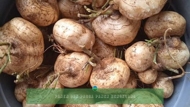 Panen Dan Pasca Panen Bengkuang