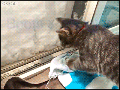 Amazing Cat GIF • 'Boots' the cat builds his quinzee dug out of a big pile of fresh snow [ok-cats-gifs.com]