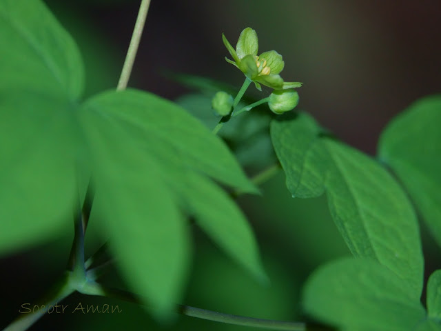 Caulophyllum robustum