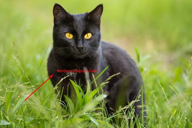 Bombay Cat Breed Facts and Personality| Information & Characteristics All Review | NecDogs