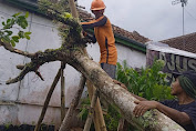 Hujan Deras dan Angin Kencang di Cigalontang Mengakibatkan Pohon Tumbang Menimpa Rumah Warga