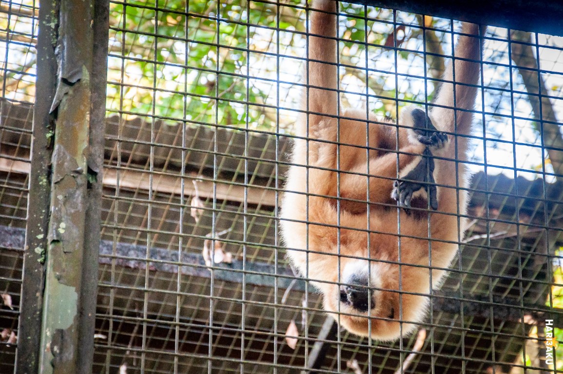 Monyet di Zoo Negara