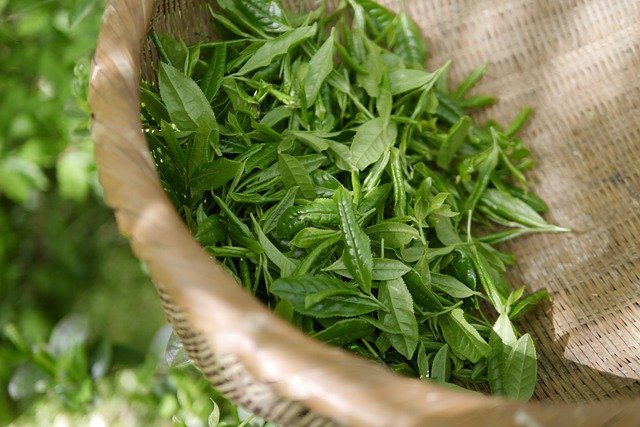 فوائد الشاي الأخضر لإنقاص الوزن بطرق صحية وطبيعية