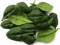 Nutritious_Vegetable_Spinach.