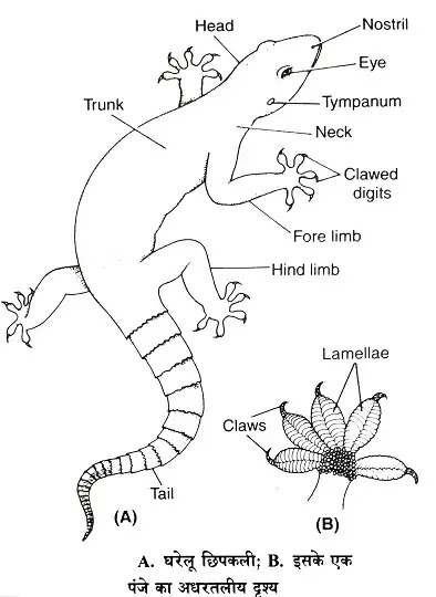 घरेलू छिपकली-हेमीडैक्टाइलस (House Lizard):वर्गीकरण, लक्षण, चित्र का वर्णन|hindi