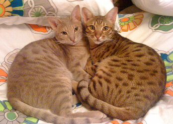 Ocicat is a brown cute cat on the list of the cutest cat breeds in the world.