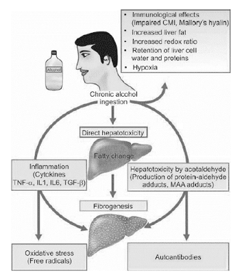 Pathogenesis of Alcoholic Liver Disease
Ethanol Metabolism