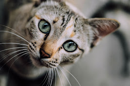 The Language Of Cats' Eyes