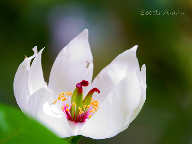 Paeonia japonica