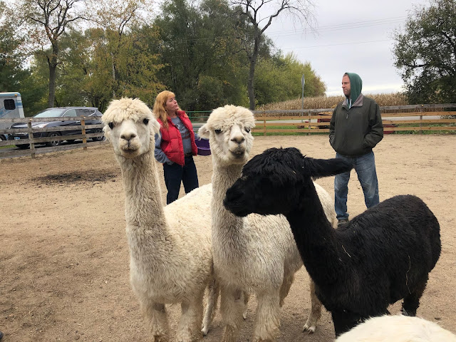 At Magic Meadows Alpacas, we felt just like one of the pack.