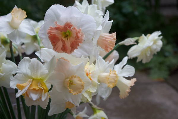 Daffodils of Spring- www.gildedbloom.com