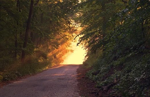 jalanan hutan di pagi hari