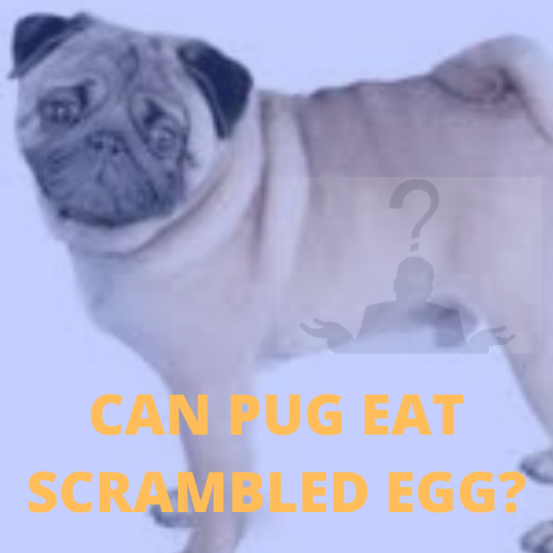 can pugs eat scrambled eggs- know for better pug health