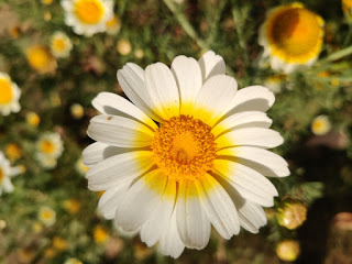 Daisy Flower, Daisy Plant, Crown Daisy