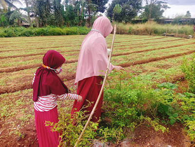 Milihin Cabai bareng Umi.