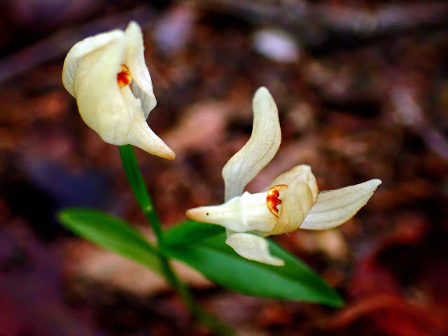 Cephalanthera erecta