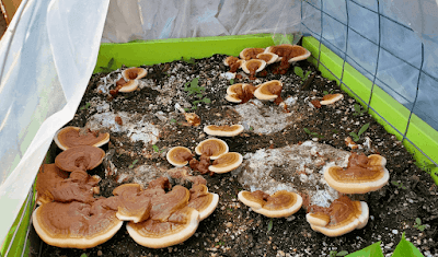 Reishi mushroom farming training in Karnataka