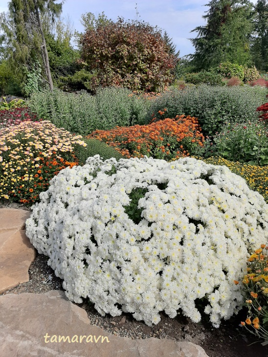 Хризантемы (Chrysanthemum)