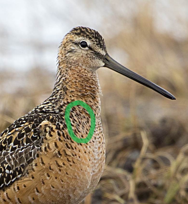 A bird with a green circle around its neck

AI-generated content may be incorrect.