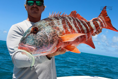 Catch Fishing 7" Jerkshad